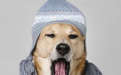 Winter Offers for Dogs R The Best in Thornhill, ON