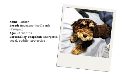 Case Study: How Parker the Havapoo Puppy Found Courage and Love