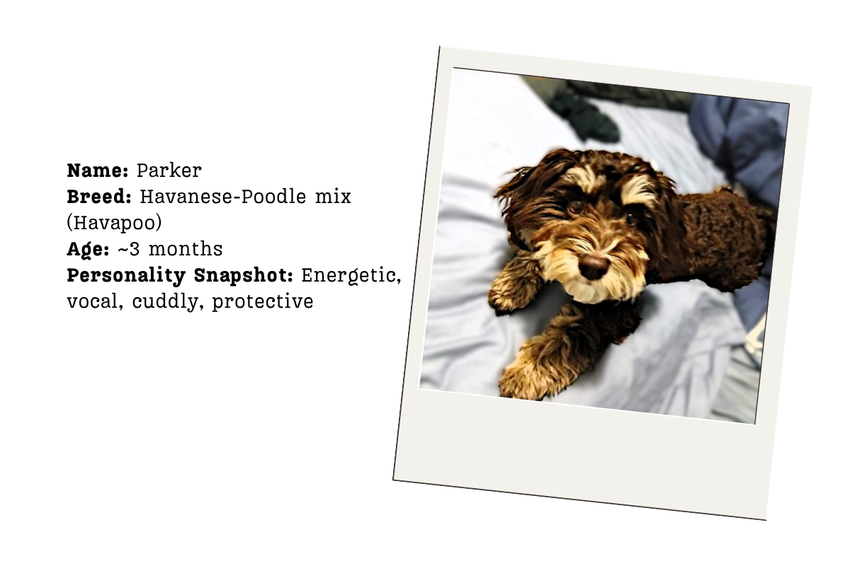 Header image showing Parker, a Havanese-Poodle mix puppy, featured in a DogsRTheBest case study about puppy care and development.