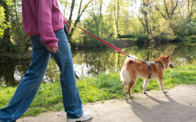 Dogs R The Best: Trusted Dog Sitting in Thornhill