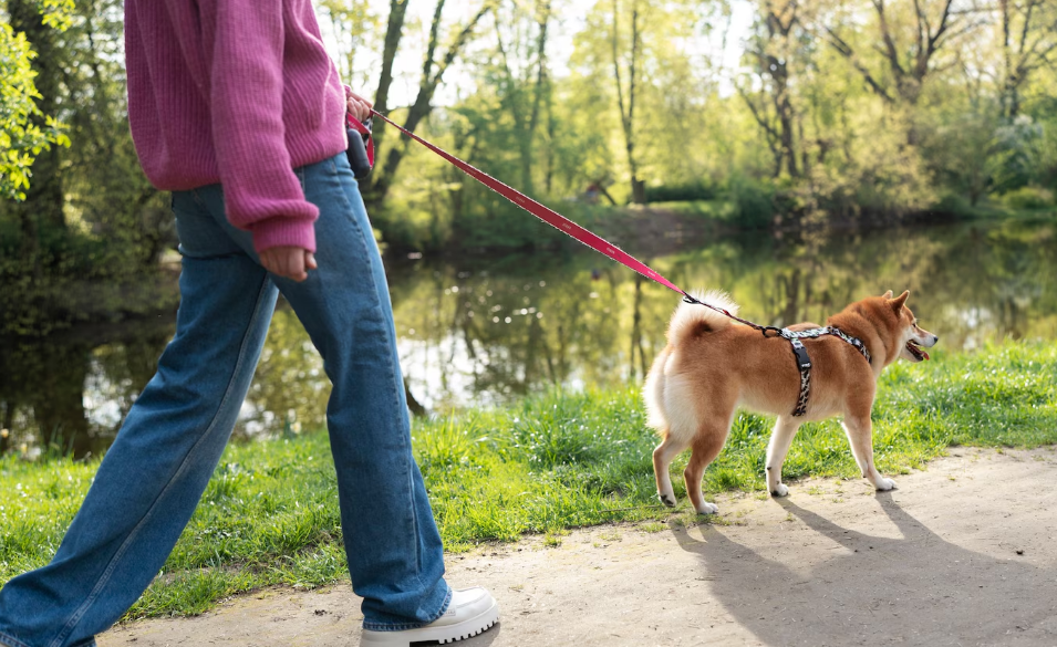 Dogs R The Best: Trusted Dog Sitting in Thornhill