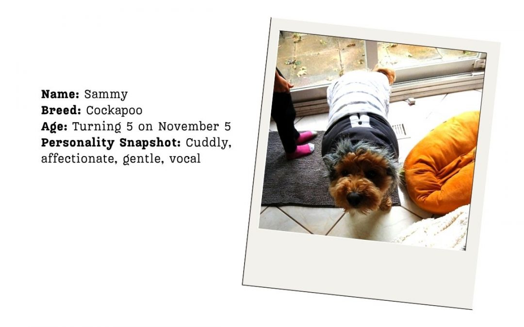 Case Study: How Sammy the Cockapoo Found Comfort and Companionship