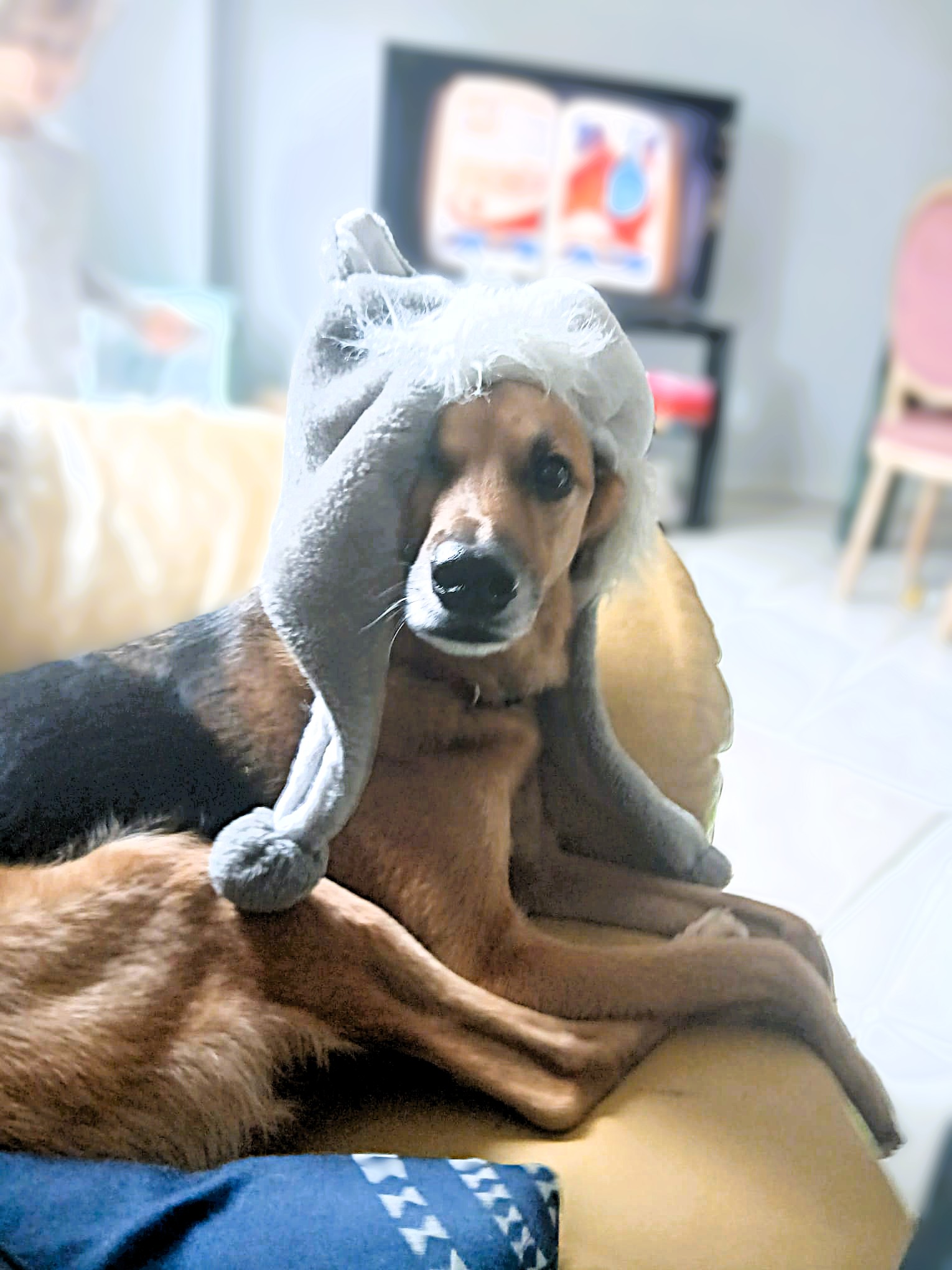 Roxy the DogsRTheBest family dog relaxing indoors at our home based dog sitting business in Thornhill Ontario