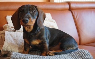 The Best Podcasts for Dog Lovers: Our Top Ten Picks