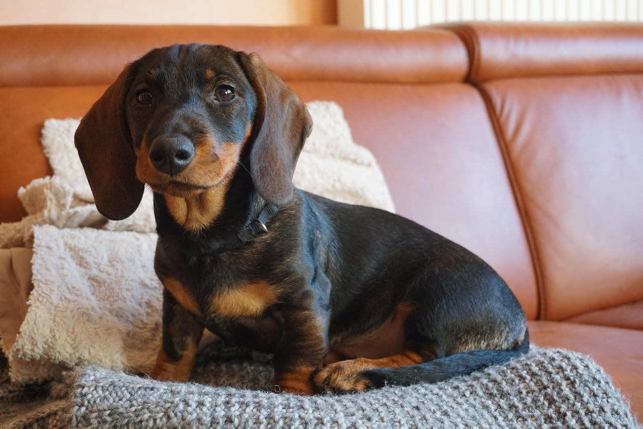 best podcasts for dog lovers cosy dachshund resting indoors