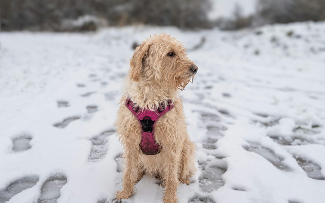Is it ever too cold to walk your dog? What dog owners should know