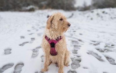 Is it ever too cold to walk your dog? What dog owners should know