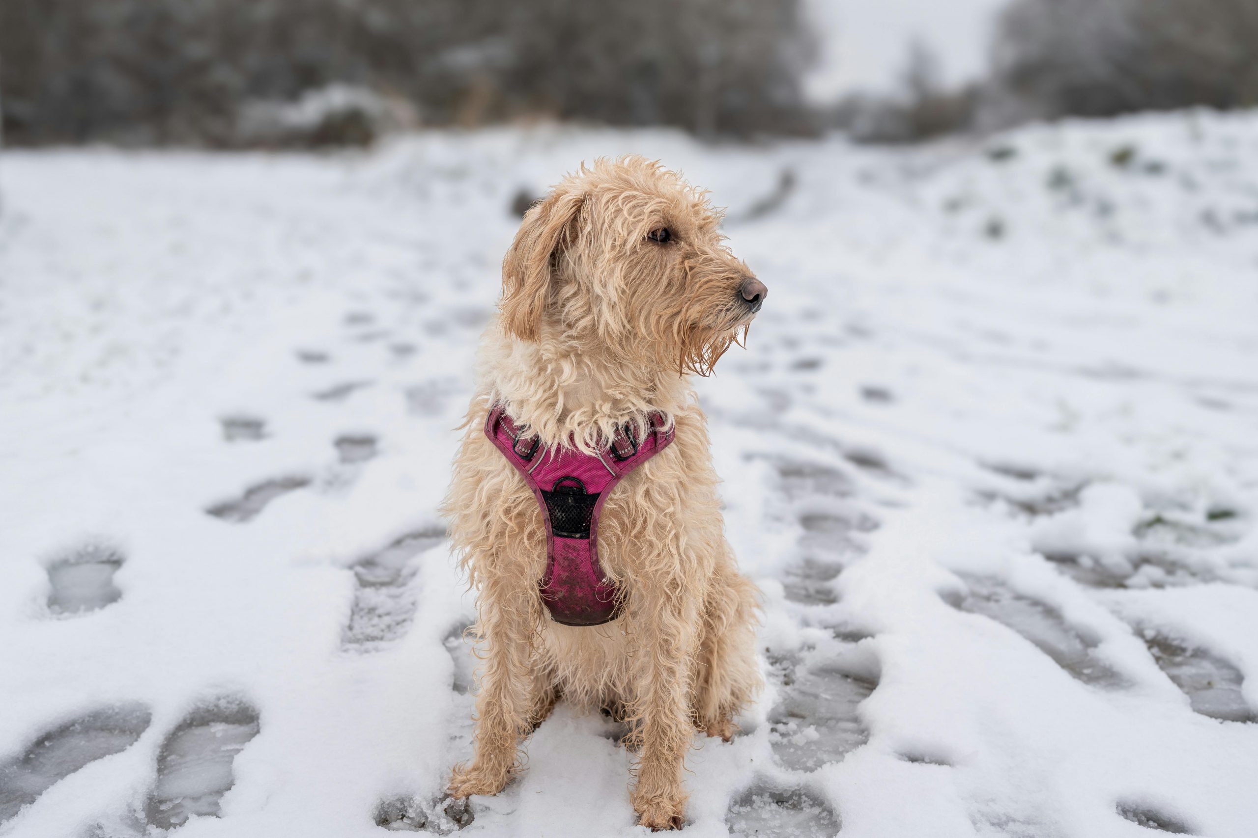Golden Labradoodle sitting on a snowy path during winter, wearing a harness and pausing on a cold weather dog walk