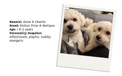 Case Study: Snow and Charlie’s journey from playful puppies to confident companions