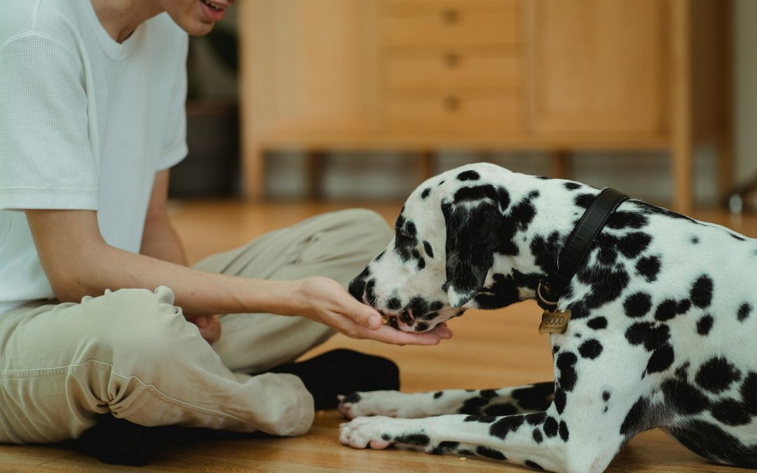 What dog owners should know about nutrition before switching food 