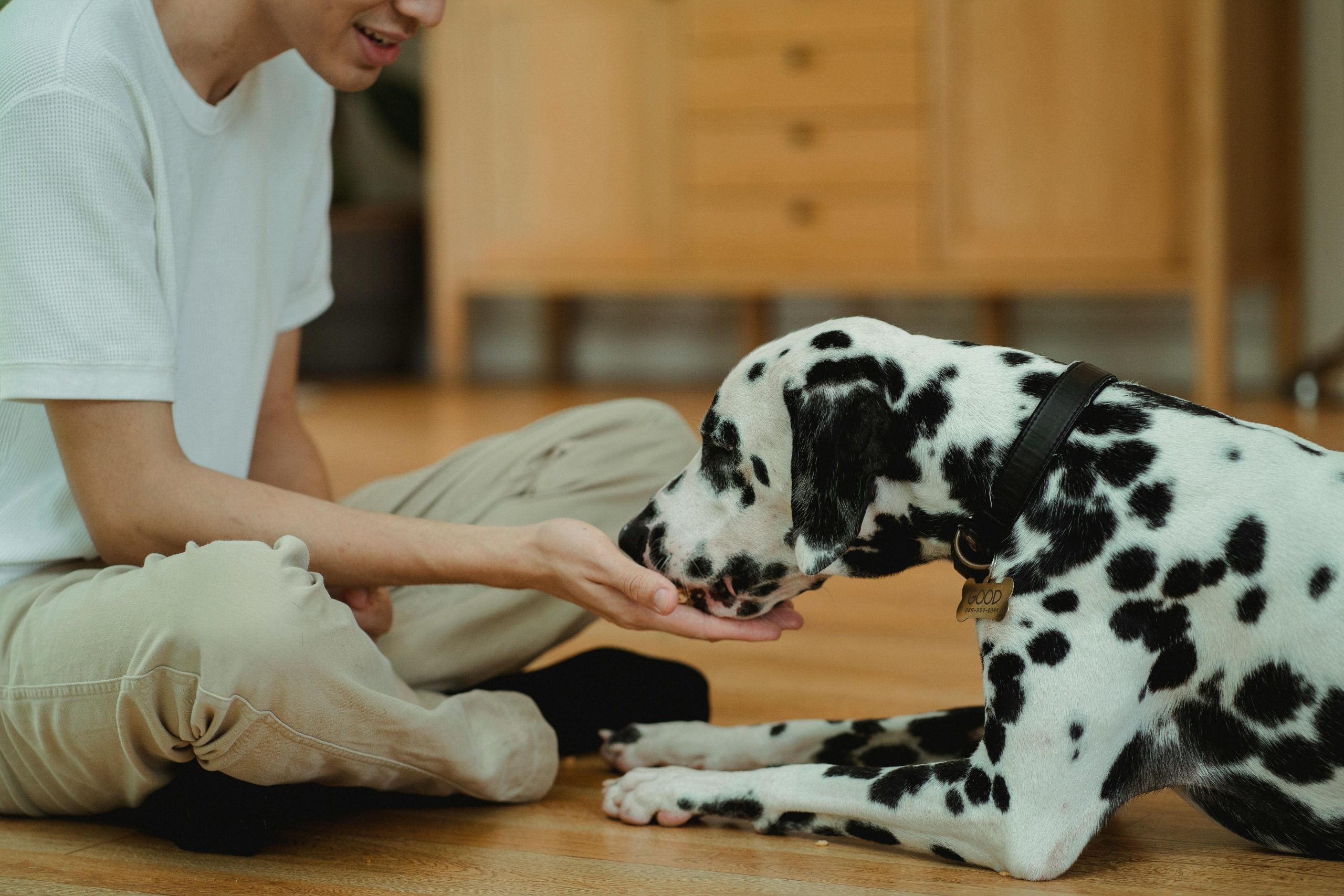 Man gently feeding his Dalmatian dog by hand at home, showing a calm and trusting feeding moment that reflects mindful dog nutrition and care