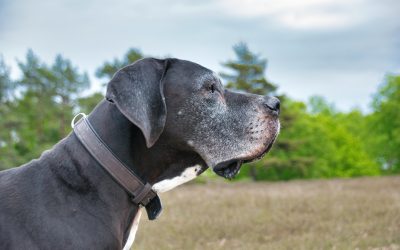 Big Dogs Deserve Better: Why Big Ass Dog Company Is the Brand Giant Breed Owners Have Been Waiting For