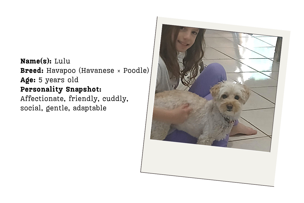 Lulu personality snapshot Lulu the Havapoo relaxing beside Yael during her stay with DogsRTheBest
