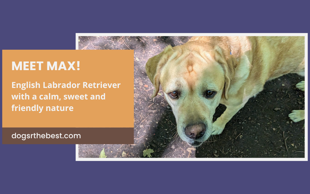 CASE STUDY: Max the English Labrador Retriever