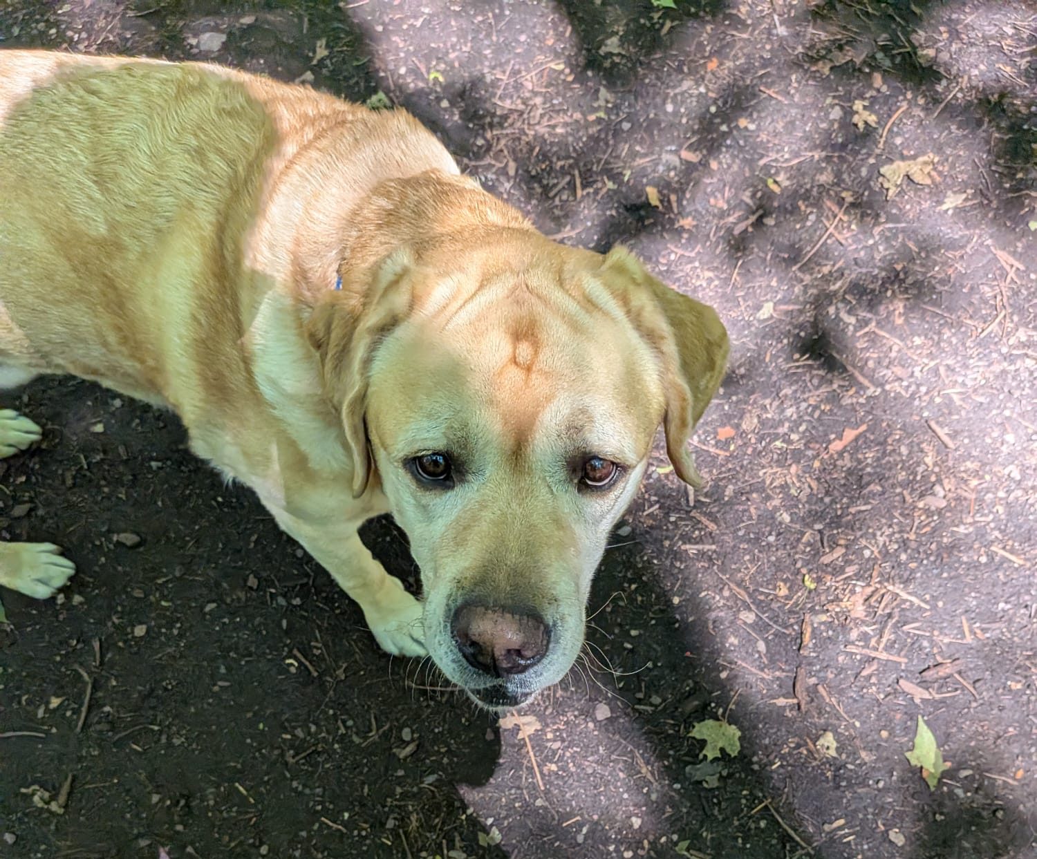 Max the English Labrador enjoying a dog walking session in Thornhill