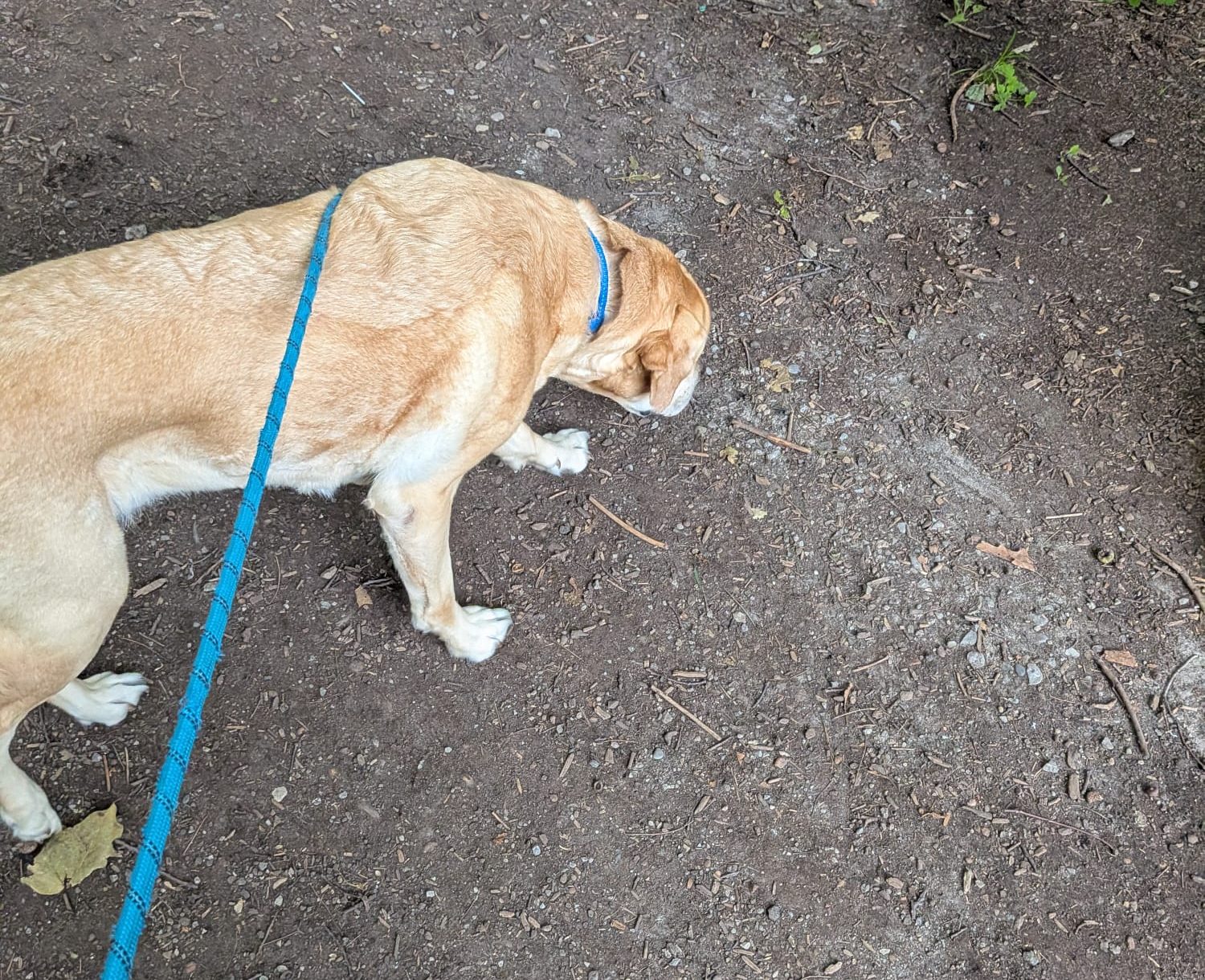 Max the English Labrador enjoying a sniff and a dog walking session in Thornhill